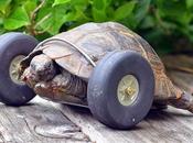 Gets Wheels ......... Blaze Started Tortoise