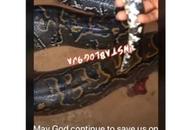 FUTA Students Kill Huge Python During Night Class (Video)