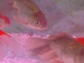 Chinese Xiaomi Invasion Phone Fish Tank