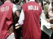 NDLEA Destroys Hectares Hemp Plantation Abatade