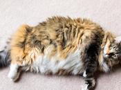 Sustainable Weight Loss Requires Different Advice