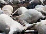 Palpable Apprehension Fulani Herdsmen Leave Osun Over Incessant Loss Cows Thunderstorm (Photos)