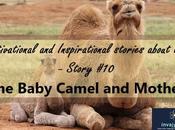 Motivational Inspirational Stories About Life Baby Camel Mother (Inspiring Story #10)