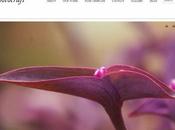 Best Photography WordPress Themes 2020