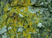 Trees with Moss, Fungus, Severed Limbs