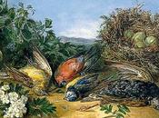 Wednesday 11th December Dying Birds