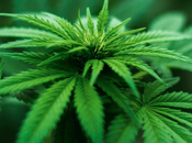 Cannabis Companies Stay Compliant With Regulators?