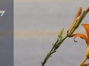 Thirty Days Jesus Repeat: Rises