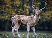 Incredible Facts About Deer
