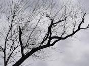 Trees Writing Messages