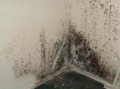 Everything Need Know About Mold Removal