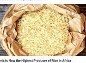 Nigeria Overtakes Egypt Largest Rice Producer Africa Buhari’s Aide, Bashir Ahmad
