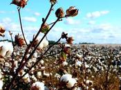 Grow Cotton Your Backyard?