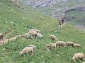 First Eclogue: Flow, Interupted