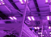 In-depth Analysis Grow Lights