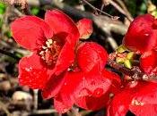 Hedginess Quince