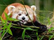 Pandas Endangered, They Important Interesting Facts About
