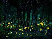 Habitat Loss, Insecticides Light Pollution Posing Threat Beloved Fireflies