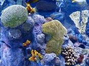 Study Warns Oceans Could Lose Coral Reefs Entirely 2100 Climate Crisis