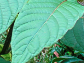 Surprising Benefits Kratom Should Know About