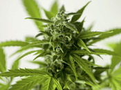 High Income Potential: Into Marijuana Industry