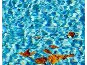 Hiring Pool Cleaning Expert Good Idea?