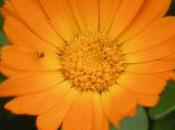 Plant Week: Calendula Officinalis