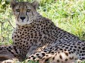 Smithsonian National Struggles Keep Newborn Cheetahs Alive
