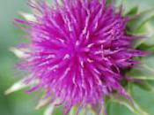 Plant Week: Silybum Marianum