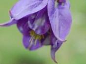 Plant Week: Aquilegia Vulgaris