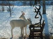 Rare Pair White Deer Brighten Ontario Backyard