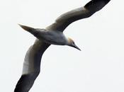 Seaside Sunday: Seabirds from Archives