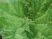 Plant Week: Gunnera Manicata