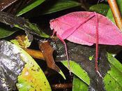 Extraordinary Pink Katydid
