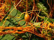 Parasitic Dodder