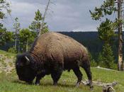 Boulder, Colorado, Says Thanks Bison Herd