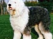 Featured Animal: English Sheepdog