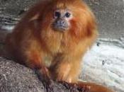 Featured Animal: Golden Lion Tamarin