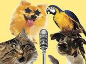 American (And Japanese) Pets Talent Videos