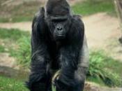 Featured Animal: Western Lowland Gorilla