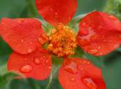 Plant Week: Geum Coccineum