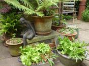 Lady Verruca Courtyard Garden