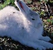 Featured Animal: Arctic Hare