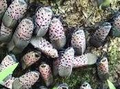 Extreme Viticulture: Combating Spotted Lanternfly