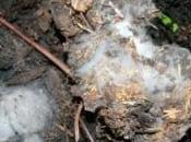 Mold Compost: Problem