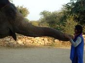 Enjoying Elephant Experience Jaipur