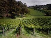 Beginner’s Guide Best Wine Regions Visit Australia