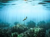 Liveaboard Great Barrier Reef!