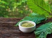 Comparison Between Kava Kratom. Which Best?