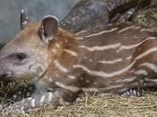 April 27th Special Days Featuring Tapir Freebies!